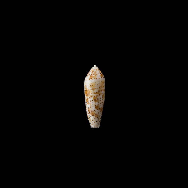 nussatella 4