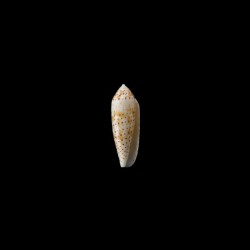 nussatella 4