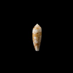 nussatella 5