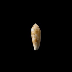 nussatella 5