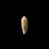 nussatella 5