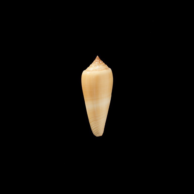 ochroleucus 1