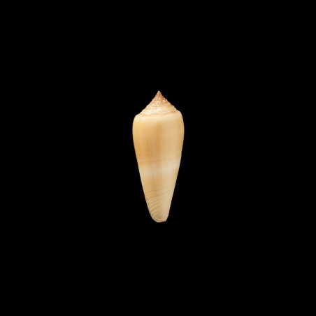 ochroleucus 1