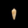 ochroleucus 1