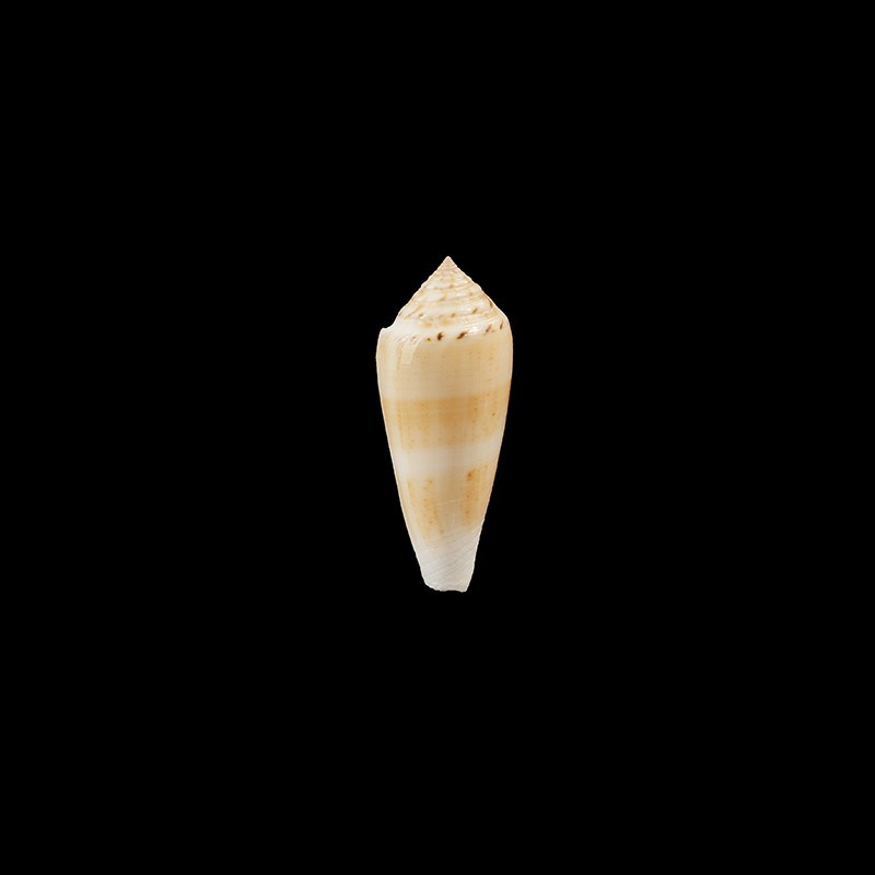 Consors Turschi 1