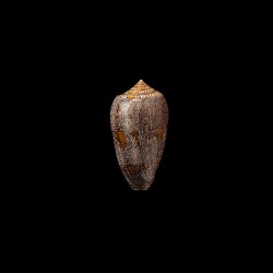 Archiepiscopus Eumitus 1
