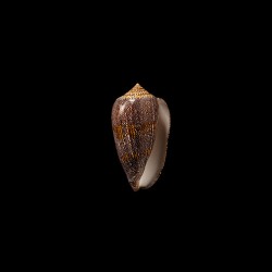 Archiepiscopus Eumitus 1