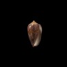 Archiepiscopus Eumitus 1