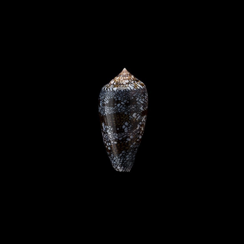 Archiepiscopus 6