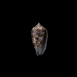 archiepiscopus fascifer 6