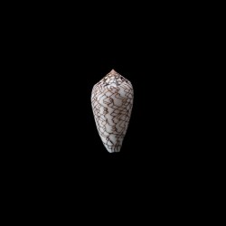 archiepiscopus concatenatus 1