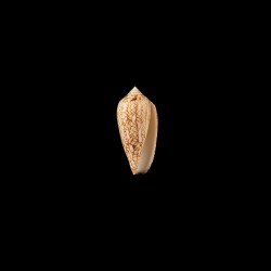 Archiepiscopus Concatenatus 2