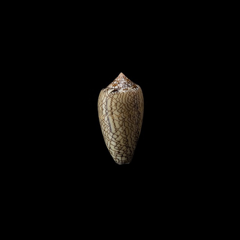 Archiepiscopus Concatenatus 4