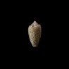 Archiepiscopus Concatenatus 4