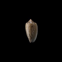 Archiepiscopus Concatenatus 4