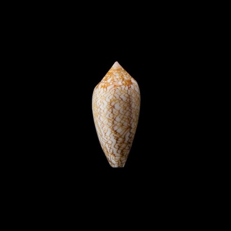 Archiepiscopus Concatenatus 5