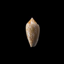 Archiepiscopus Concatenatus 5