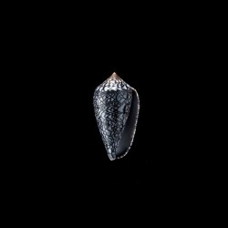 archiepiscopus albospiratus 1