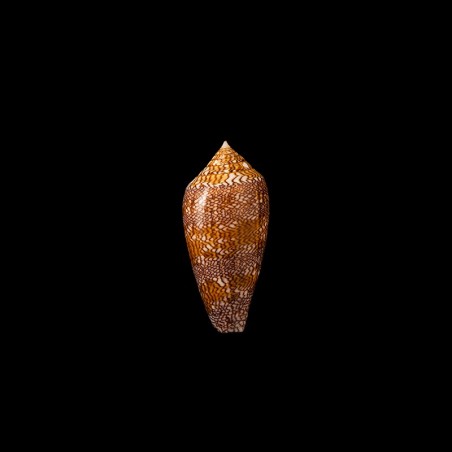 Archiepiscopus Euetrios 1