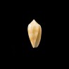 Archiepiscopus Golden 1