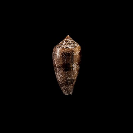 Archiepiscopus Panniculus 2