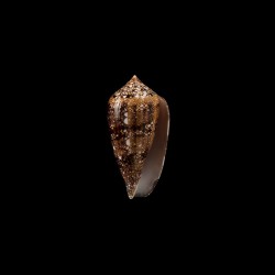 Archiepiscopus Panniculus 2