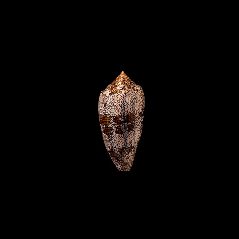 Archiepiscopus Pyramidalis 1
