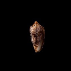 Archiepiscopus Pyramidalis 1