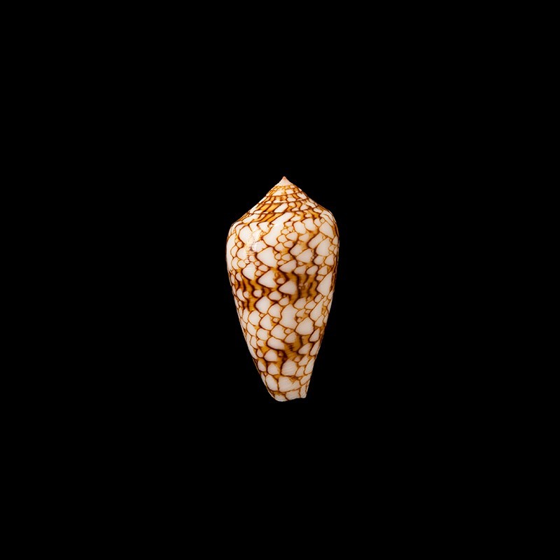 Archiepiscopus Verriculum 1