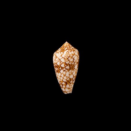 Archiepiscopus Verriculum 1