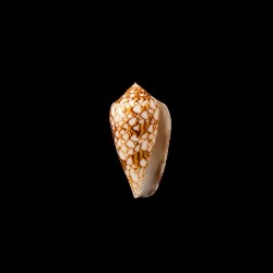 Archiepiscopus Verriculum 1