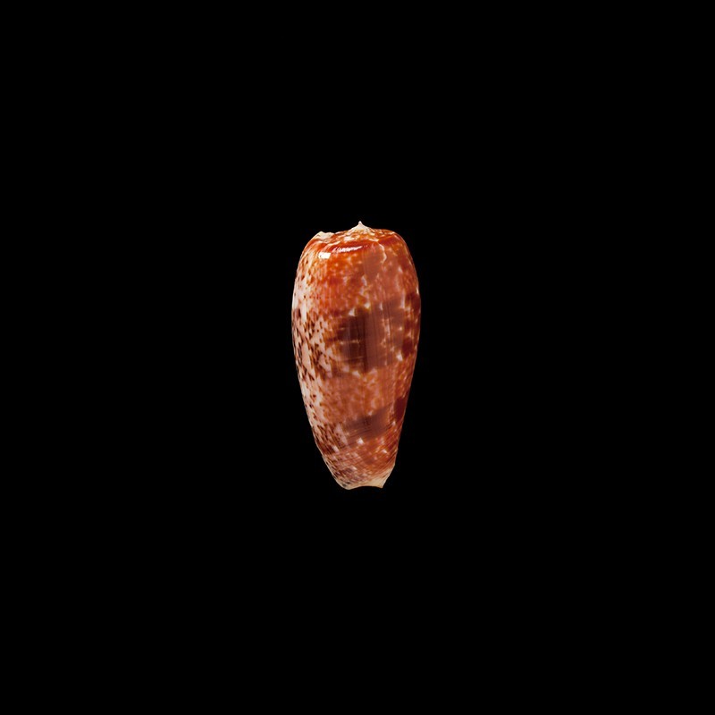bullatus 2