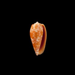 Bullatus Pongo 1