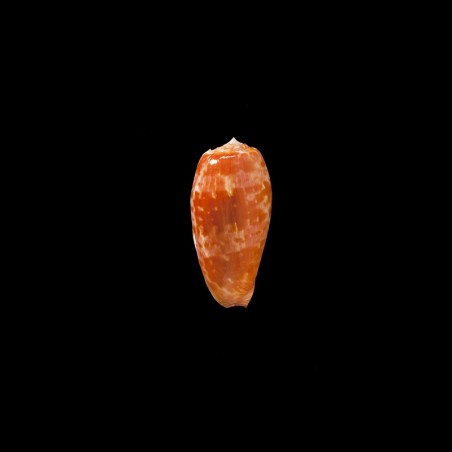 Bullatus Pongo 2