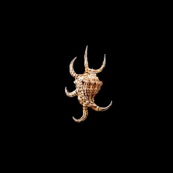Chiragra Rugosa 1