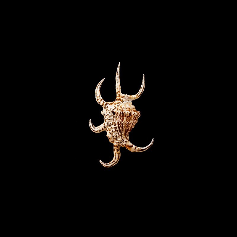 Chiragra Rugosa 1