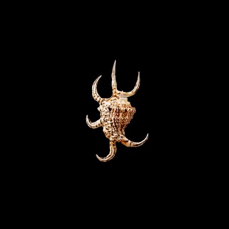 Chiragra Rugosa 1