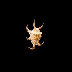 Chiragra Arthritica 2