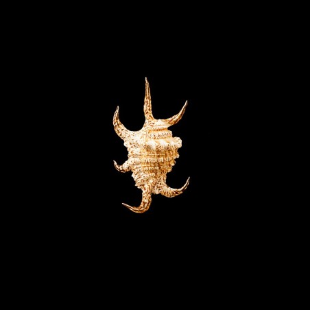 Chiragra Arthritica 2