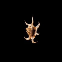 Chiragra Arthritica 2