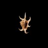 Chiragra Arthritica 2