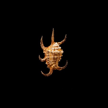 Chiragra Arthritica 3