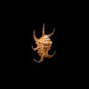 Chiragra Arthritica 3
