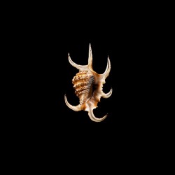 Chiragra Arthritica 3