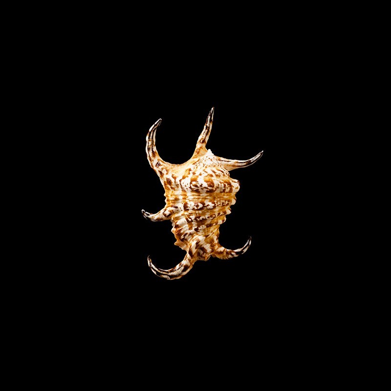 Chiragra 1
