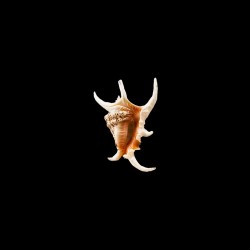 Chiragra 2