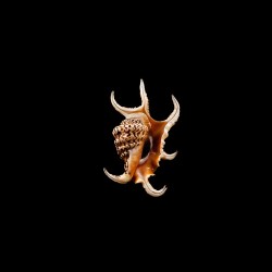 Chiragra 3