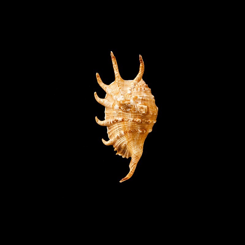 lambis vertriesti 1