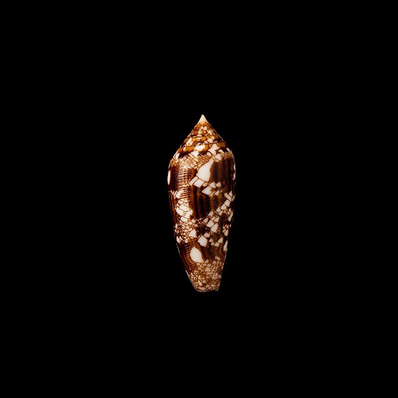 aureus 1