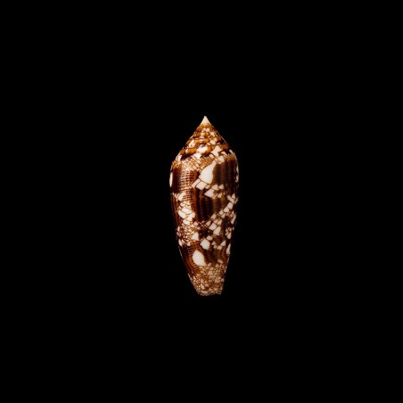 aureus 1